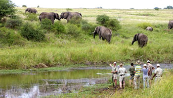 Kapama Private Game Reserve Limpopo South Africa