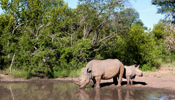 Makalali Game Reserve Limpopo South Africa