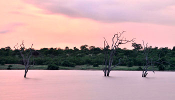 Manyeleti Game Reserve Mpumalanga South Africa