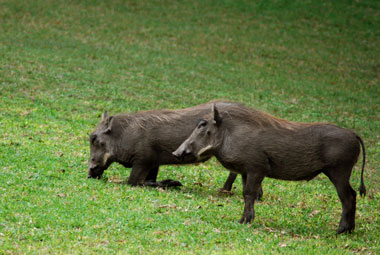 Timbavati Private Game Reserve