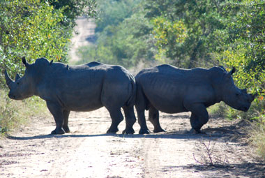 Timbavati Private Game Reserve