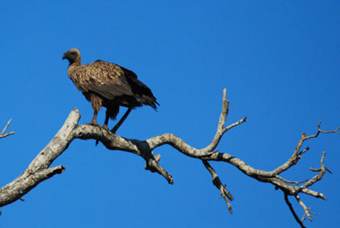 Timbavati Private Game Reserve