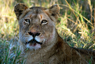 Timbavati Private Game Reserve