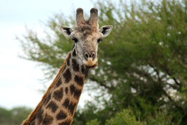 Timbavati Private Game Reserve Mpumalanga South Africa