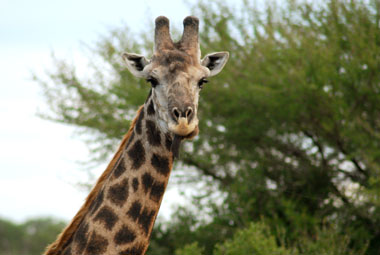 Timbavati Private Game Reserve