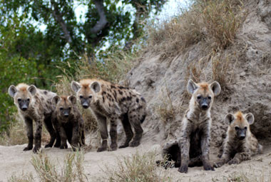 Timbavati Private Game Reserve Mpumalanga South Africa