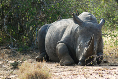 Timbavati Private Game Reserve Mpumalanga South Africa