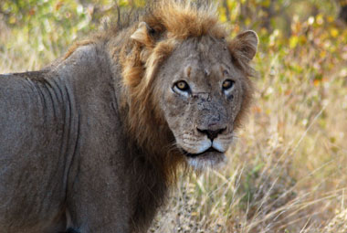 Timbavati Private Game Reserve