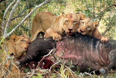 Lion Kill Sighting Timbavati Private Game Reserve Mpumalanga South Africa