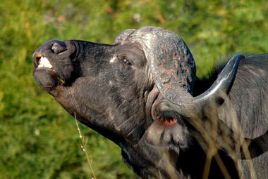 Timbavati Private Game Reserve