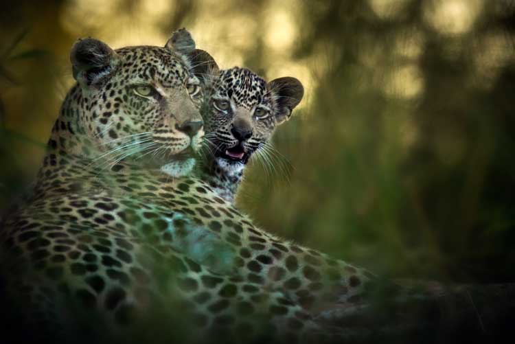 Leopard with cub - Geiger’s Camp