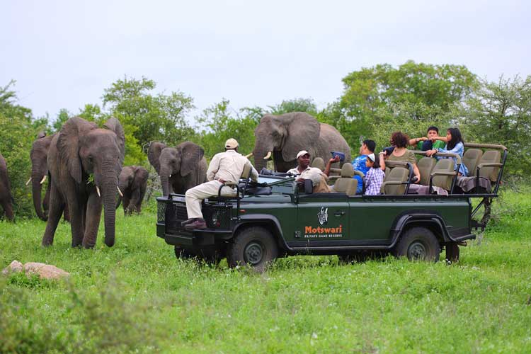 Game Drive - Elephant - Geiger’s Camp