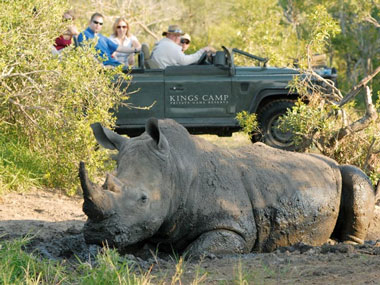 Rhino sighting Kings Camp Timbavati Game Reserve Accommodation Booking Hoedspruit Limpopo Mpumalanga Five Star
