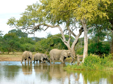 Elephants herd sightings game drives Kings Camp Timbavati Game Reserve Accommodation Booking Hoedspruit Limpopo Mpumalanga Five Star