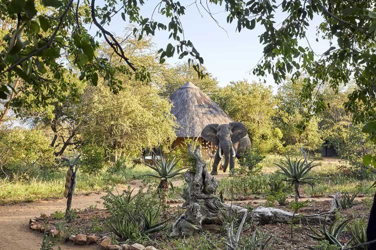 Elephant in camp - Motswari Game Lodge