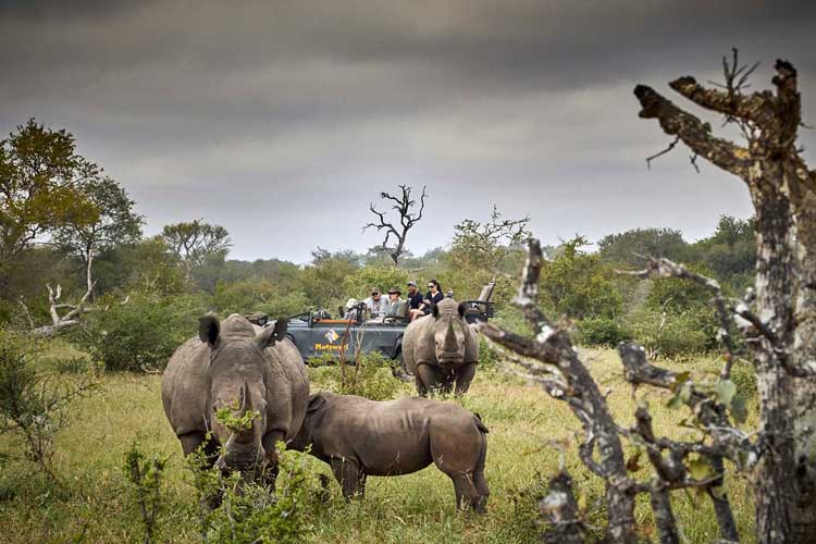 Game Drives - Rhino - Motswari Game Lodge