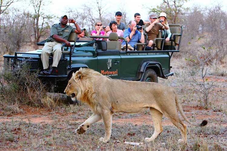 Lion - Motswari Game Lodge