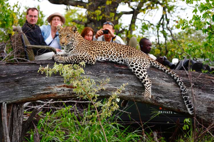 Leopard - Motswari Game Lodge