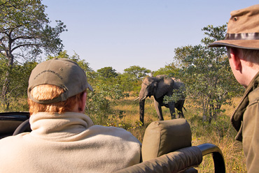Elephant sighting game drives Shindzela Tented Camp Timbavati Game Reserve South Africa