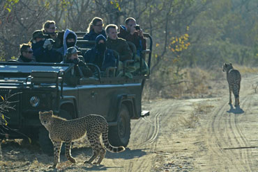 Cheetah daily game drives Shindzela Tented Camp Timbavati Game Reserve South Africa