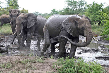 Elephants Game Drives Shindzela Tented Camp Timbavati Game Reserve South Africa