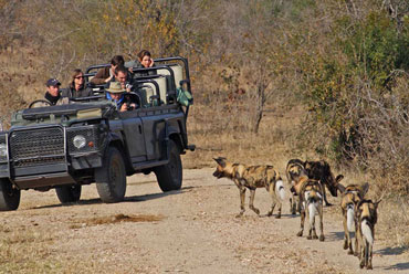 Wild Dog game drives Shindzela Tented Camp Timbavati Game Reserve South Africa