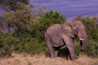 Simbavati Hilltop Lodge Big 5 Timbavati Game Reserve Luxury Safari Tents Mpumalanga Luxury South African Safari