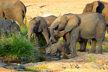 Timbavati Simbavati River Lodge Luxury Safari Tents Family Chalet Timbavati Game Reserve Mpumalanga Luxury South African