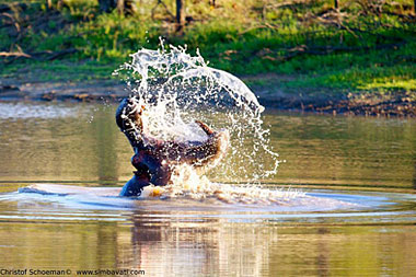 Timbavati Simbavati River Lodge Luxury Safari Tents Family Chalet Timbavati Game Reserve Mpumalanga Luxury South African