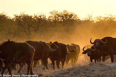 Timbavati Simbavati River Lodge Luxury Safari Tents Family Chalet Timbavati Game Reserve Mpumalanga Luxury South African