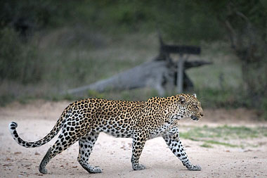 Leopard Big 5 Timbavati Game Reserve Tanda Tula Safari Camp Mpumalanga Luxury South African Safari