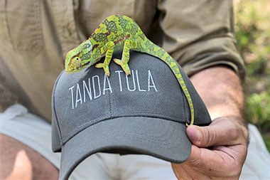 Chameleon Tanda Tula Safari Camp Timbavati Game Reserve Mpumalanga Luxury South African Safari