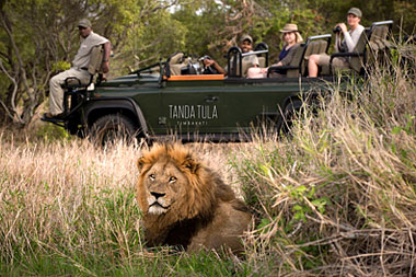 Lion Game Drives Big 5 Timbavati Game Reserve Tanda Tula Safari Camp  Mpumalanga Luxury South African Safari
