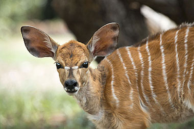 Kudu Timbavati Game Reserve Tanda Tula Safari Camp  Mpumalanga Luxury South African Safari