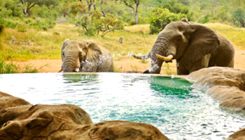 Motswari Safari Lodge Timbavati Game Reserve Accommodation Bookings Kruger National Park