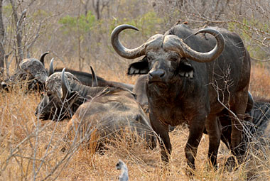 Umlani Bushcamp Buffalo Game Drive Timbavati Game Reserve Accommodation Safari Bookings
