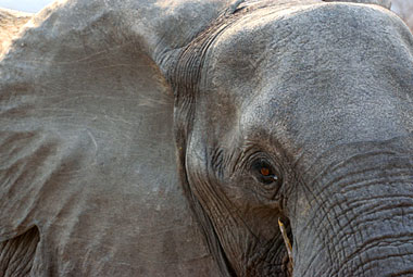 Umlani Bushcamp Elephant Timbavati Game Reserve Accommodation Safari Bookings