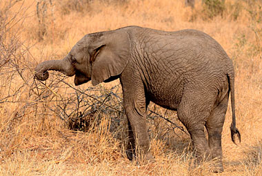 Umlani Bushcamp Elelphant calf Game Drive Timbavati Game Reserve Accommodation Safari Bookings