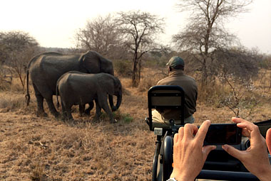 Umlani Bushcamp Game Drive sighting Elephants Timbavati Game Reserve Accommodation Safari Bookings