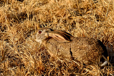 Umlani Bushcamp Hare Timbavati Game Reserve Accommodation Safari Bookings