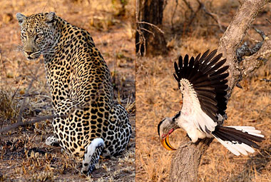 Umlani Bushcamp Game drive yellow billed hornbill Leopard Timbavati Game Reserve Accommodation Safari Bookings