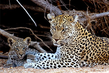 Umlani Bushcamp Leopard Mother cub Timbavati Game Reserve Accommodation Safari Bookings