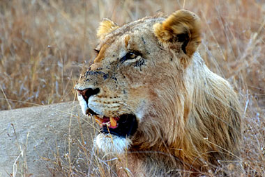 Umlani Bushcamp Lion Timbavati Game Reserve Accommodation Safari Bookings