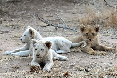 Umlani Bushcamp White Lion cubs Timbavati Game Reserve Accommodation Safari Bookings
