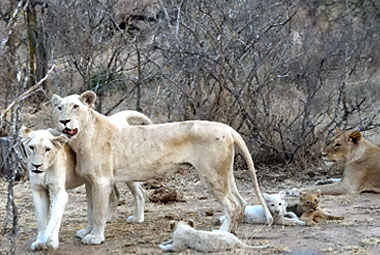 Umlani Bushcamp White Lion pride Sighting game drive Timbavati Game Reserve Accommodation Safari Bookings